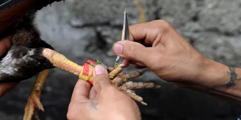 Đá Gà Cựa Dao